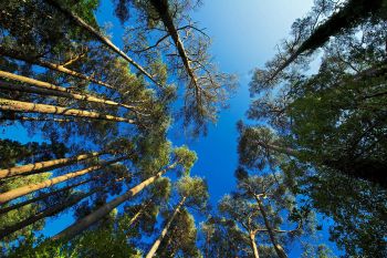Glenveagh Woodland 4